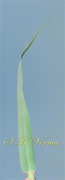  Leaf